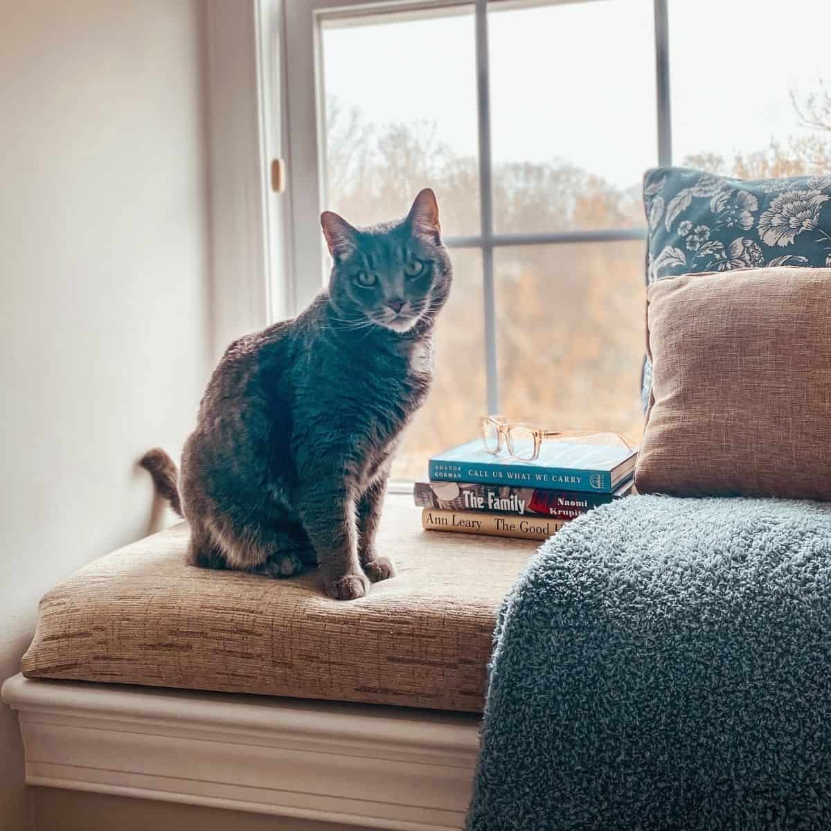 diy window seat cushion for cat