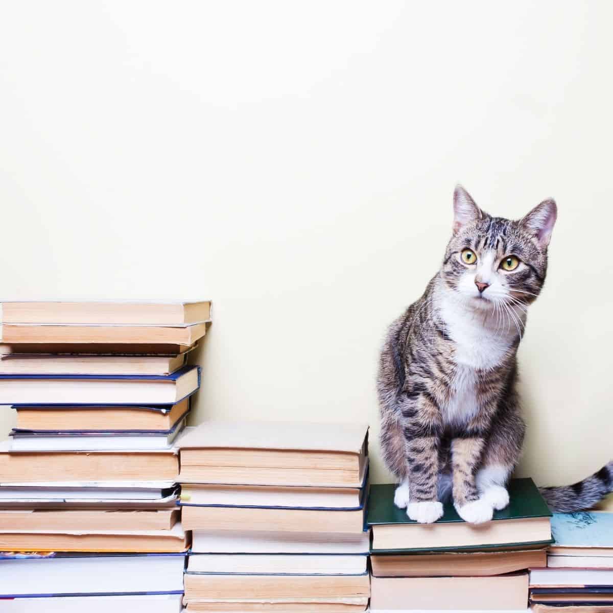 cat with books.