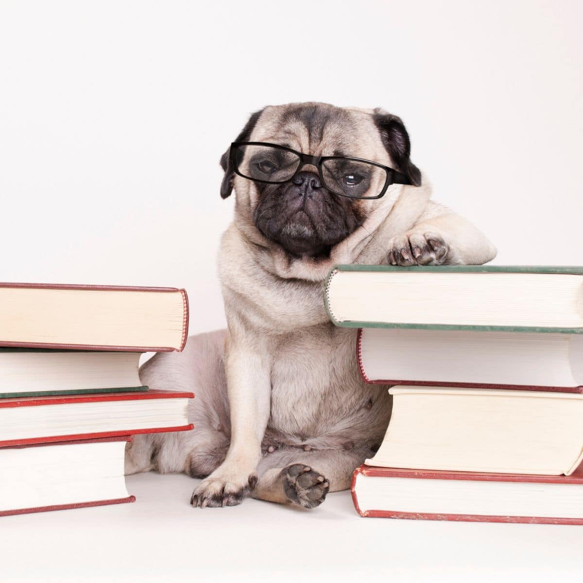 pug wearing glasses with piles of books.