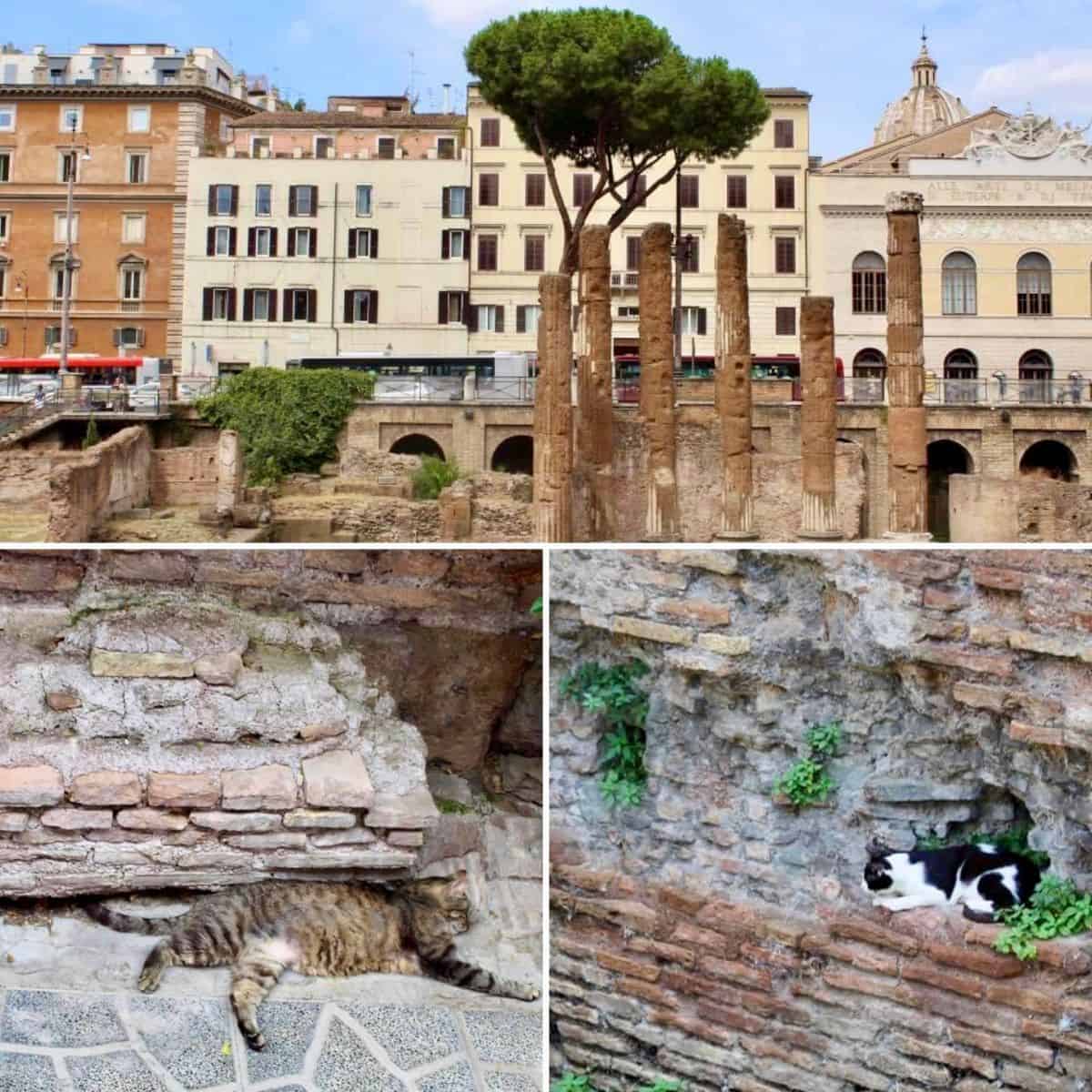 Torre Argentina Cat Sanctuary in rome, italy.